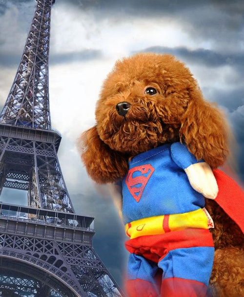 Pawsome Pet Couture: The Ultimate Dog Clothes Transformation - $12.50