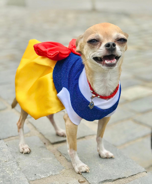 Snow White Pets Costume - $30.00