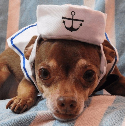 Adorable Nautical Pet Costume Set - Perfect For Halloween Cosplay! - $12.50